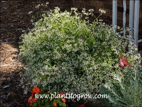 There were two Geraniums in this pot but Hip Hop run them over.